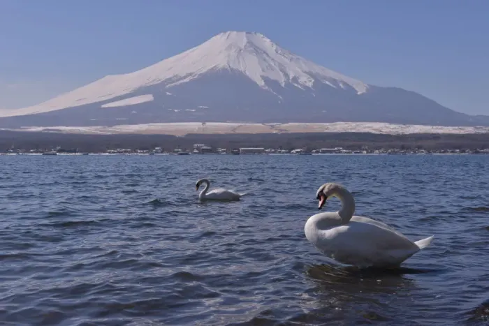 Framed Print : Mt Fuji and Yamanaka Lake in Winter Framed Print : Mt Fuji and Yamanaka Lake in Winter