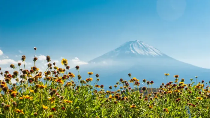 Framed Print : Mt. Fujiyama with nice flowers foreground Framed Print : Mt. Fujiyama with nice flowers foreground