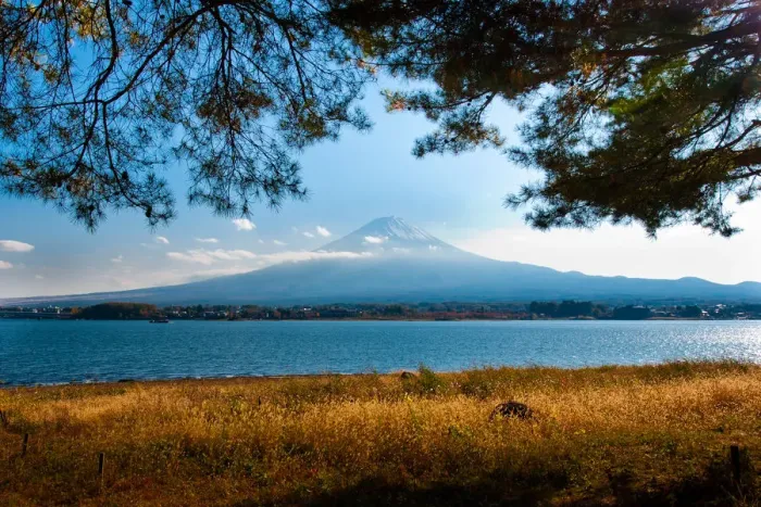 Framed Print : Mt. Fujiyama with pine trees as foreground Framed Print : Mt. Fujiyama with pine trees as foreground