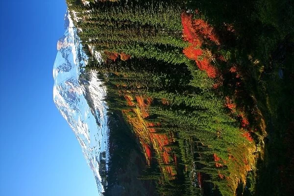 Mt Rainier fall color
