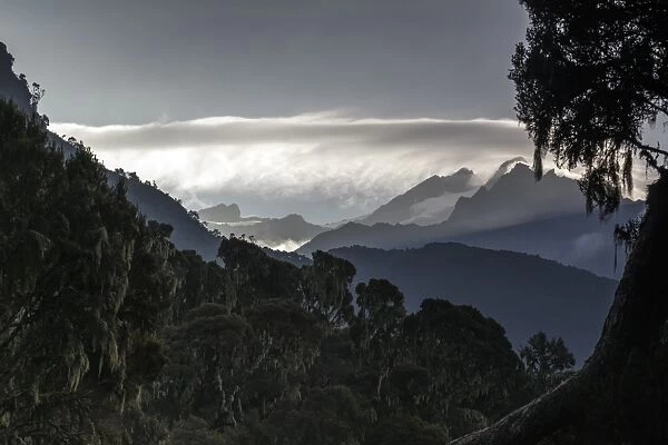 Mt. Stanley, Rwenzori Mountains, Uganda