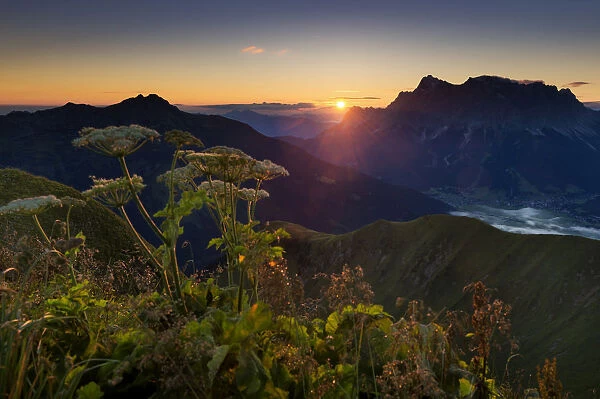 Mt Zugspitze with Hogweed -Heracleum sphondylium- at sunrise, Berwang, Lechtal Valley, Reutte District, Tyrol, Austria
