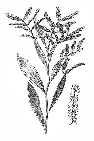 Mudgee wattle (Acacia spectabilis)
