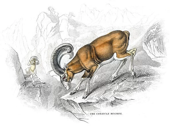 Mufflon goat lithograph 1884