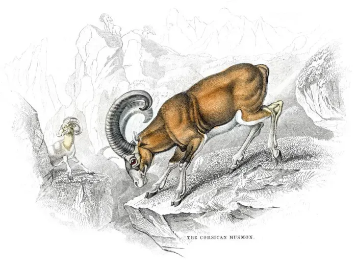 Framed Print : Mufflon goat lithograph 1884