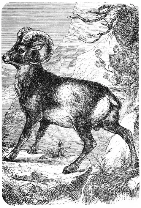 Framed Print : Muflon (ovis musimon) Framed Print : Muflon (ovis musimon)