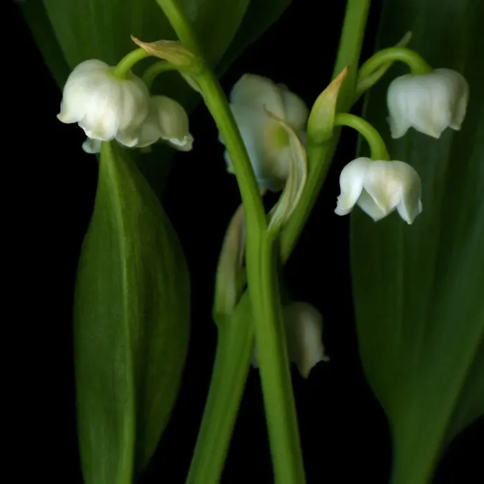 Framed Print : Muguet. Lily of the Valley Framed Print : Muguet. Lily of the Valley
