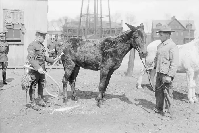 Framed Print : Mule Being Cleaned by Electric Vacuum Cleaner Framed Print : Mule Being Cleaned by Electric Vacuum Cleaner