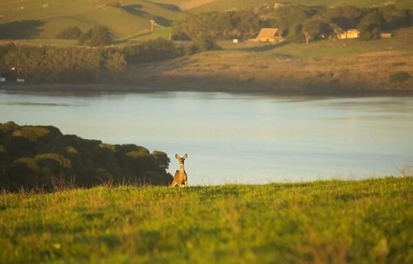 Mule Deer. A mule deer (doe) stands on a grassy meadow during a sunset