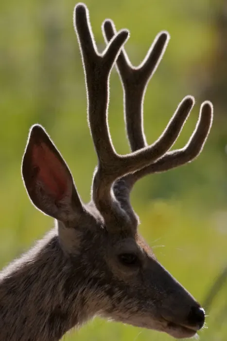Framed Print : Mule Deer Buck in Velvet Profile Framed Print : Mule Deer Buck in Velvet Profile