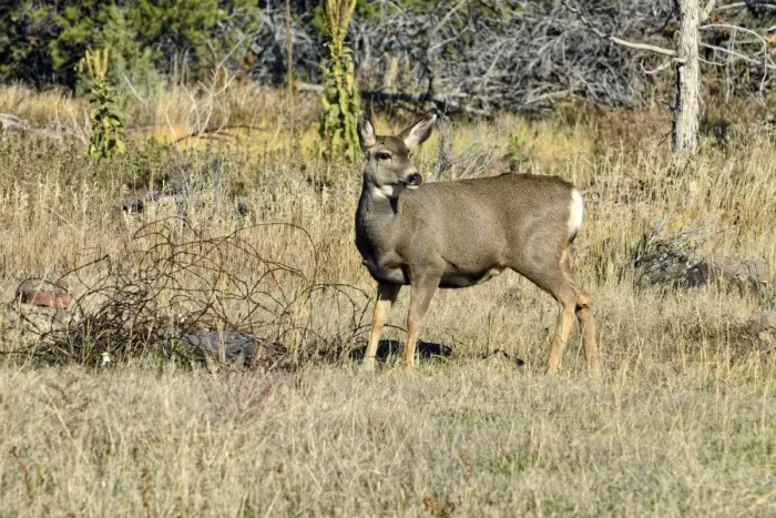 Framed Print : Mule Deer -Odocoileus hemionus-, Cedaredge, Colorado, USA Framed Print : Mule Deer -Odocoileus hemionus-, Cedaredge, Colorado, USA