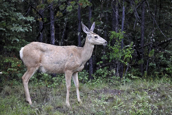 Mule deer (Odocoileus hemionus), doe, Jasper National Park, Canadian Rockies, Alberta, Canada