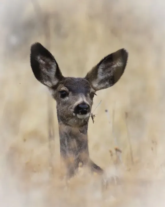 Framed Print : Mule Deer (Odocoileus hemionus) Fawn Framed Print : Mule Deer (Odocoileus hemionus) Fawn