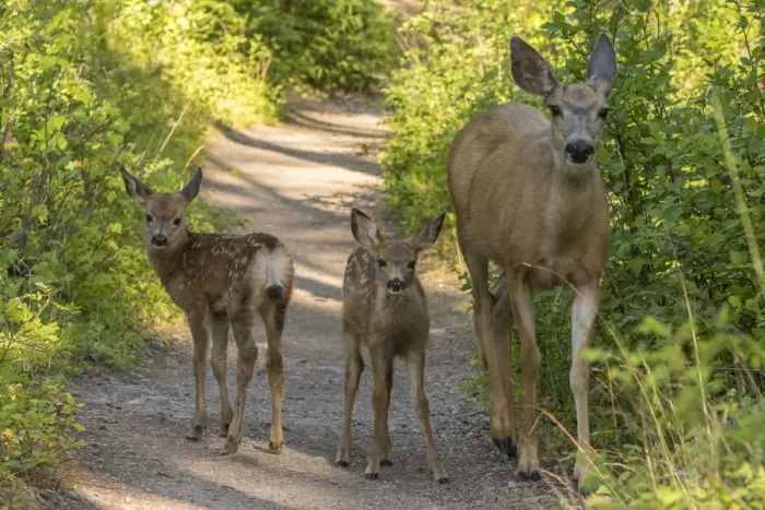 Framed Print : Mule deer (Odocoileus hemionus) fawns and mother on dirt road, Glacier National Park, Montana, USA Framed Print : Mule deer (Odocoileus hemionus) fawns and mother on dirt road, Glacier National Park, Montana, USA