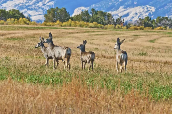 Framed Print : Mule Deer (Odocoileus hemionus) along Notom Road, Utah, USA Framed Print : Mule Deer (Odocoileus hemionus) along Notom Road, Utah, USA