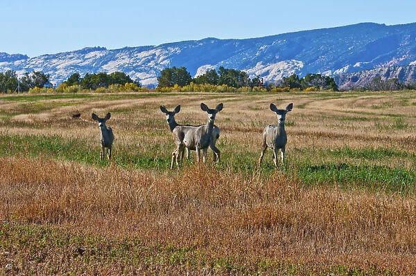 Mule Deer (Odocoileus hemionus) along Notom Road, Utah, USA