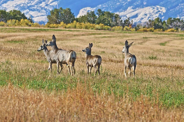 Mule Deer (Odocoileus hemionus) along Notom Road, Utah, USA