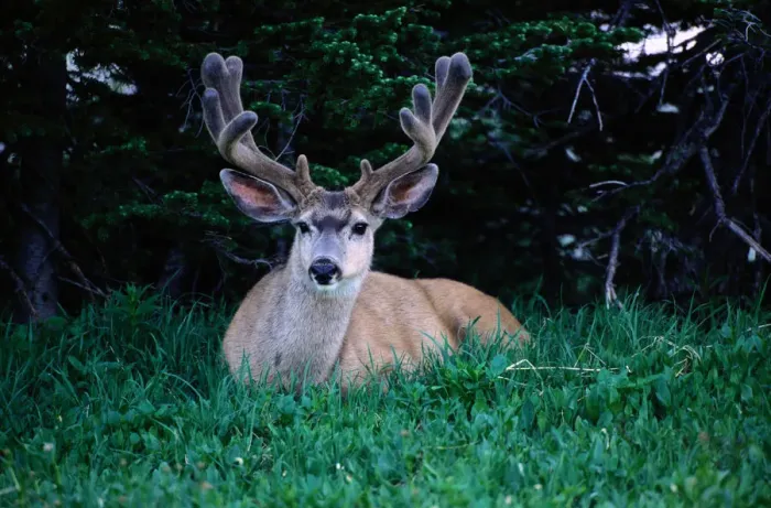 Framed Print : Mule deer (Odocoileus hemionus) resting on grass, Montana, USA Framed Print : Mule deer (Odocoileus hemionus) resting on grass, Montana, USA