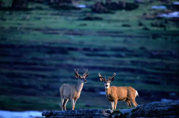 Framed Print : Mule Deers (odocoileus hemionus), Glacier National Park, Montana, USA Framed Print : Mule Deers (odocoileus hemionus), Glacier National Park, Montana, USA