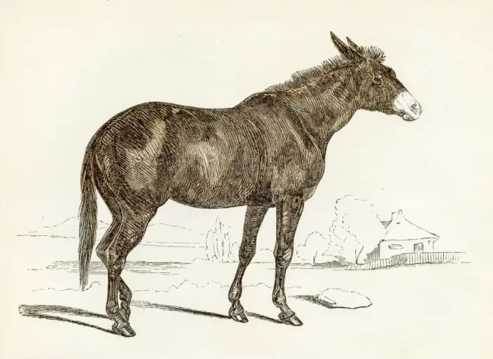 Framed Print : The mule engraving 1851 Framed Print : The mule engraving 1851