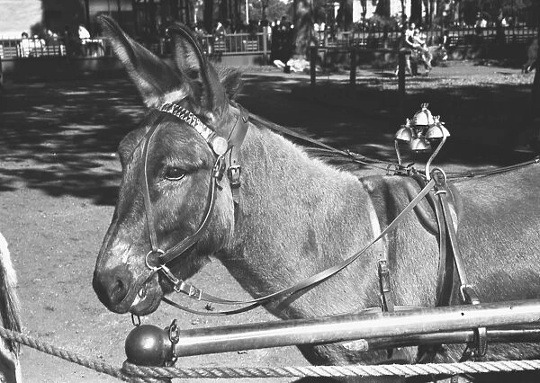 Mule standing in street, (B&W)