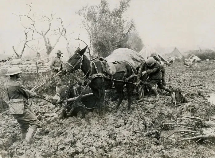 Framed Print : Mule Team Sinking Framed Print : Mule Team Sinking
