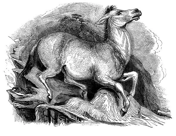 Mule by Thomas Landseer (1793-1880)