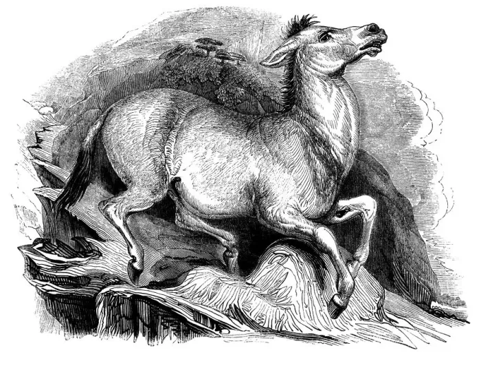 Framed Print : Mule by Thomas Landseer (1793-1880)