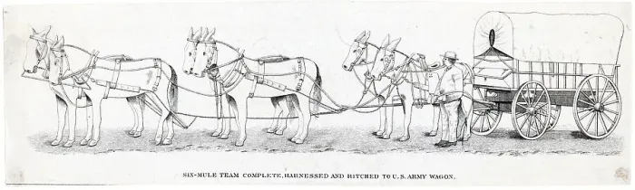 Framed Print : Mules Hitched To Army Wagon Framed Print : Mules Hitched To Army Wagon