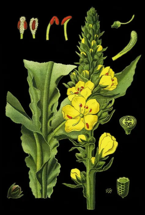 Framed Print : mullein, velvet plant Framed Print : mullein, velvet plant