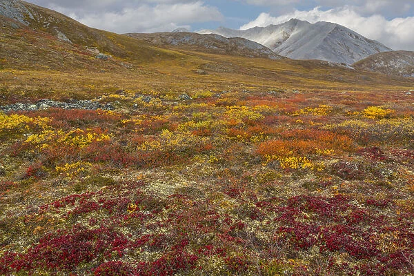 Multi colored meadow in Gates of Arctic National Preserve, Alaska, USA