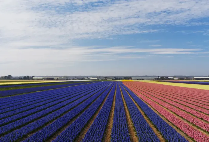 Framed Print : Multicolored hyacinths (Hyacinthus) fields, Lisse, South Holland, Netherlands