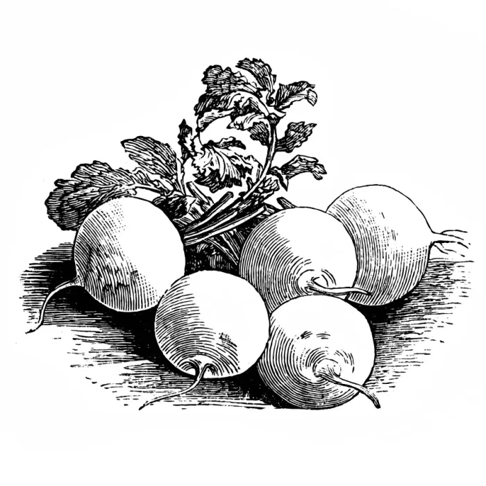Framed Print : Munich beer radish Framed Print : Munich beer radish