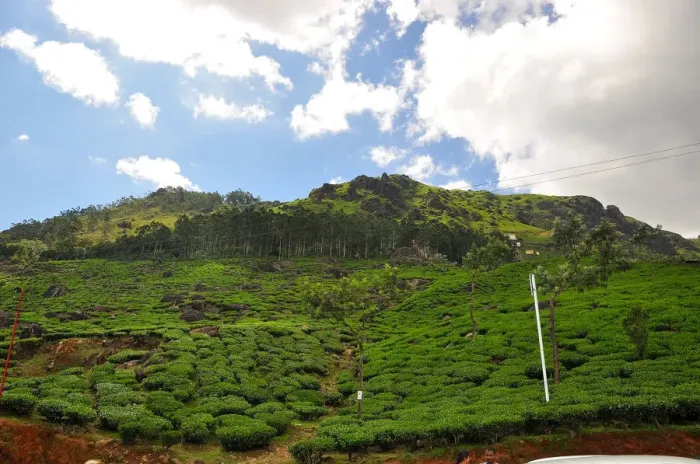 Framed Print : Munnar hill station located in the western Ghats of Idukki district of Kerala Framed Print : Munnar hill station located in the western Ghats of Idukki district of Kerala