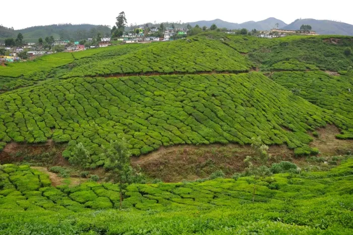 Framed Print : Munnar Landscape Framed Print : Munnar Landscape