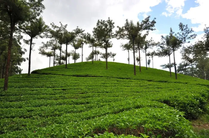 Framed Print : Munnar Tea Landscape Framed Print : Munnar Tea Landscape