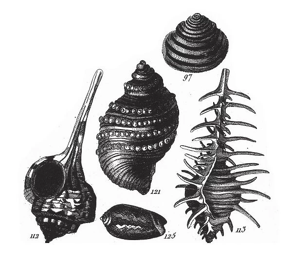 Murex Haustellum, Representatives of the Phyla Porifera, Coelenterata and Mollusca