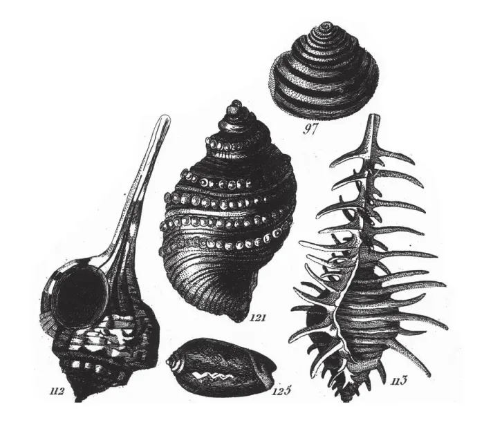 Framed Print : Murex Haustellum, Representatives of the Phyla Porifera, Coelenterata and Mollusca Framed Print : Murex Haustellum, Representatives of the Phyla Porifera, Coelenterata and Mollusca