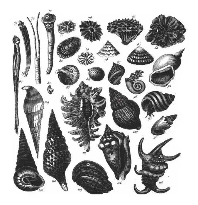 Framed Print : Murex Ramosa, Representatives of the Phyla Porifera, Coelenterata and Mollusca Engraving Framed Print : Murex Ramosa, Representatives of the Phyla Porifera, Coelenterata and Mollusca Engraving