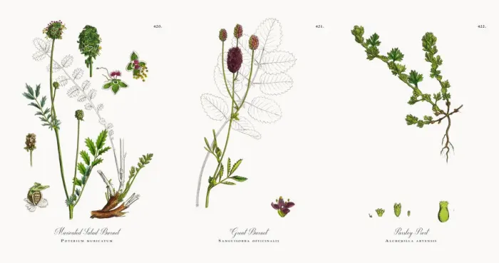 Framed Print : Muricated Salad Burnet, Poterium muricatum, Victorian Botanical Illustration, 1863 Framed Print : Muricated Salad Burnet, Poterium muricatum, Victorian Botanical Illustration, 1863
