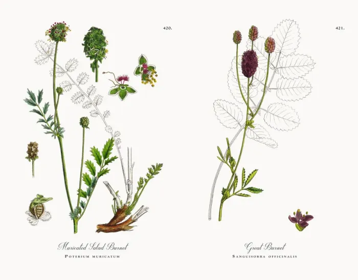 Framed Print : Muricated Salad Burnet, Poterium muricatum, Victorian Botanical Illustration, 1863 Framed Print : Muricated Salad Burnet, Poterium muricatum, Victorian Botanical Illustration, 1863