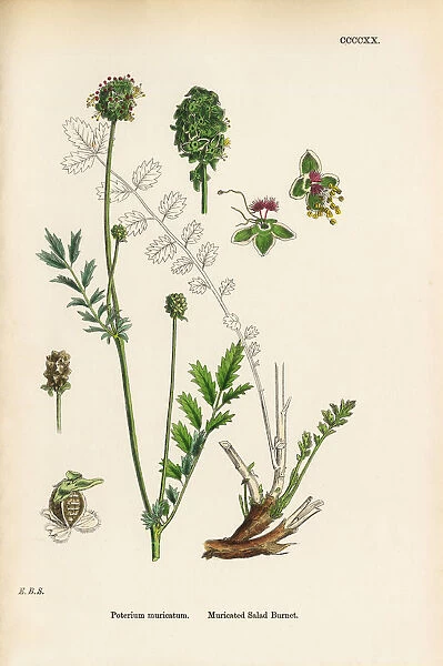 Muricated Salad Burnet, Poterium muricatum, Victorian Botanical Illustration, 1863