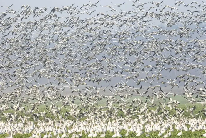 Framed Print : Murmuration Of Canadian Snow Geese in the Skagit Valley, Washington Framed Print : Murmuration Of Canadian Snow Geese in the Skagit Valley, Washington