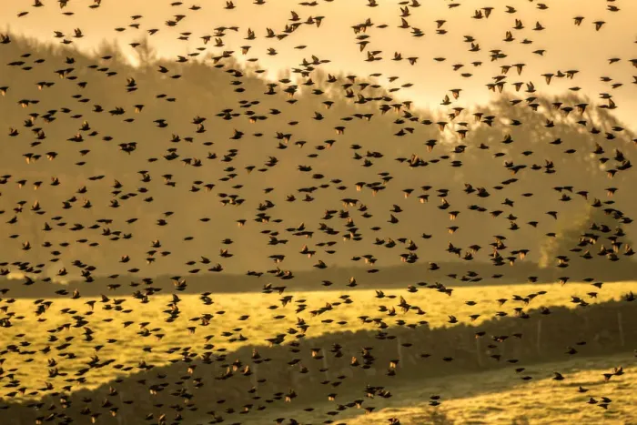 Framed Print : Murmuration with Golden light at sunset. England, UK Framed Print : Murmuration with Golden light at sunset. England, UK