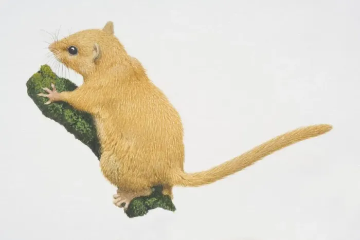 Framed Print : Muscardinus avellanarius, Hazel Dormouse perched on tree branch, side view Framed Print : Muscardinus avellanarius, Hazel Dormouse perched on tree branch, side view