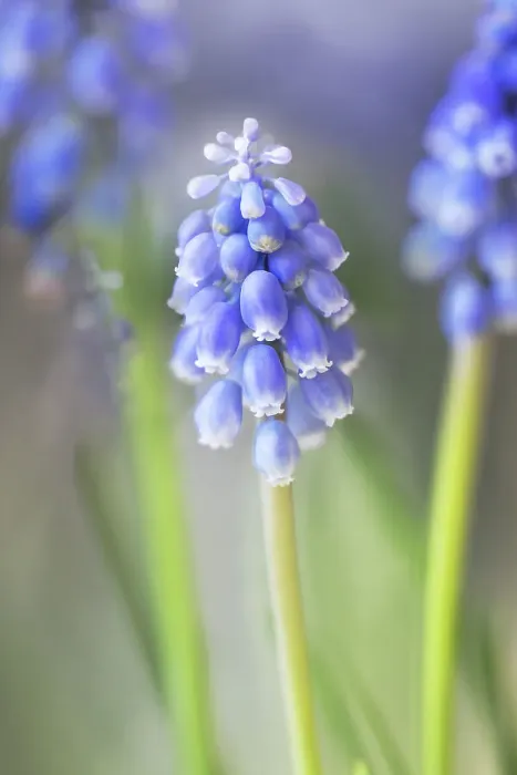 Framed Print : Muscari. Spring Muscari flowers Framed Print : Muscari. Spring Muscari flowers