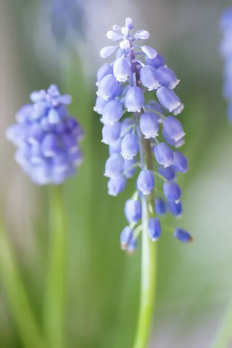 Framed Print : Muscari. Spring Muscari flowers Framed Print : Muscari. Spring Muscari flowers