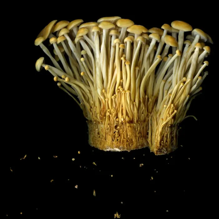 Framed Print : Muschrooms Framed Print : Muschrooms