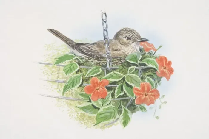 Framed Print : Muscicapa striata, Spotted Flycatcher, illustration of grey-brown in colour with an off-white breast, streaked with darker grey and a streaked forehead, sitting in basket of flowers Framed Print : Muscicapa striata, Spotted Flycatcher, illustration of grey-brown in colour with an off-white breast, streaked with darker grey and a streaked forehead, sitting in basket of flowers