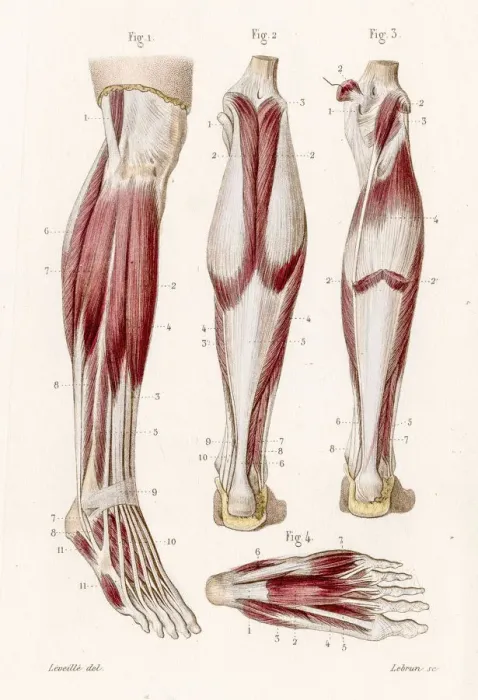 Framed Print : Muscle leg and foot anatomy engraving 1886 Framed Print : Muscle leg and foot anatomy engraving 1886